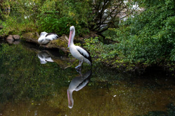 Hans Stötera - Challenge 151: 02.03 - 15.05.2026 - Pelikan