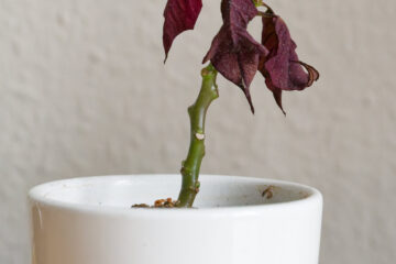 Matthias - Challenge 152: Kaputt - 02.03 - 15.05.2026 - Trockenzeit