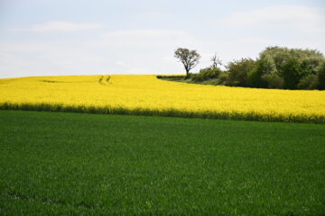 Wolfgang Scheffler - Challenge 153: Frühling - 30.03 - 12.04.2026 - Der Raps blüht