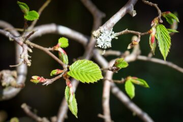 Matthias - Challenge 153: Frühling - 30.03 - 12.04.2026 - Hainbuchenhecke