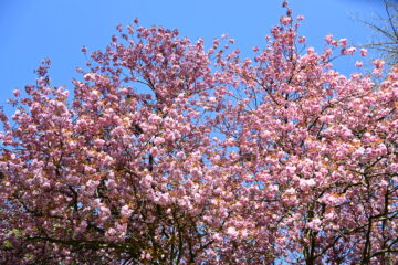 Petra Scheffler - Challenge 153: Frühling - 30.03 - 12.04.2026 - Kirschblüte