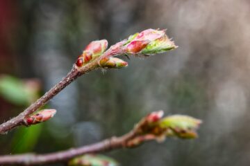 Matthias - Challenge 153: Frühling - 30.03 - 12.04.2026 - Knospen
