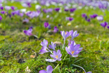 Bernd Mattern - Challenge 153: Frühling - 30.03 - 12.04.2026 - Krokuswiese