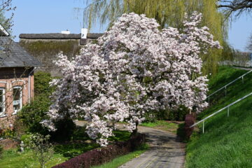Wolfgang Scheffler - Challenge 153: Frühling - 30.03 - 12.04.2026 - Magnolie