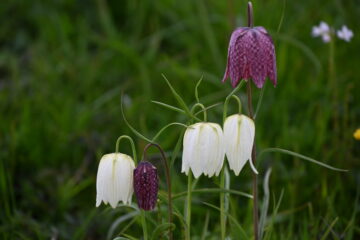 Petra Scheffler - Challenge 153: Frühling - 30.03 - 12.04.2026 - Schachbrettblumen