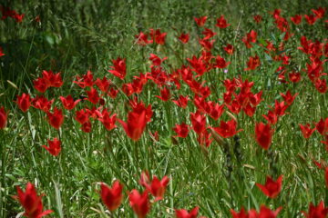 Petra Scheffler - Challenge 153: Frühling - 30.03 - 12.04.2026 - Wildtulpen