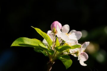 Brigitte - Challenge 153: Frühling - 30.03 - 12.04.2026 - Lenztime