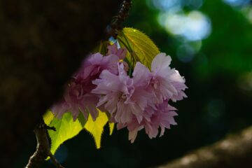 Brigitte - Challenge 153: Frühling - 30.03 - 12.04.2026 - Lenztime