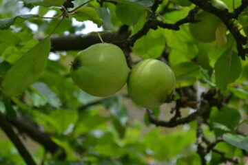 Petra Scheffler - Challenge 157: Grün - 25.05 - 07.06.2026 - Äpfel