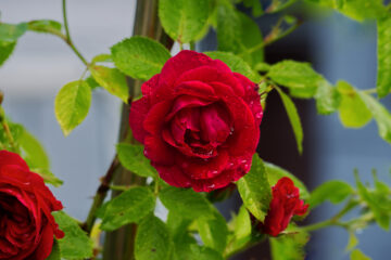 Hans Stötera - Challenge 159: 6.Jähriges - 22.06 - 05.07.2026 - Rosenblüte