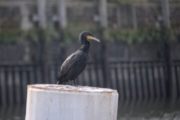Bernd Mattern - Messberg - 15.10.2026 - Kormoran