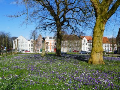 Peter Weise - Challenge 75: 04.04 - 16.04.2023 - Krokusblütenfeld in Friedrichstadt