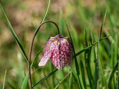 Edeltraud - Challenge 75: 04.04 - 16.04.2023 - Schachbrettblume